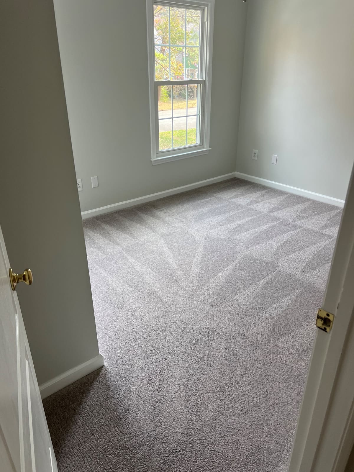 Cleaned and groomed carpet